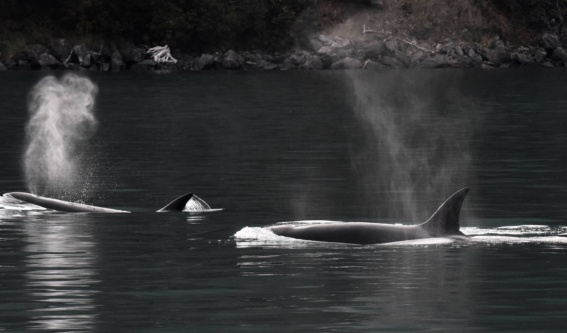 Photo courtesy North Gulf Oceanic Society, NMFS research permit 20341
Killer whales in the Gulf of Alaska. Killer whales often form pods, family groups led by mother whales that can include their babies, those babies’ babies and even great-great grandwhales.