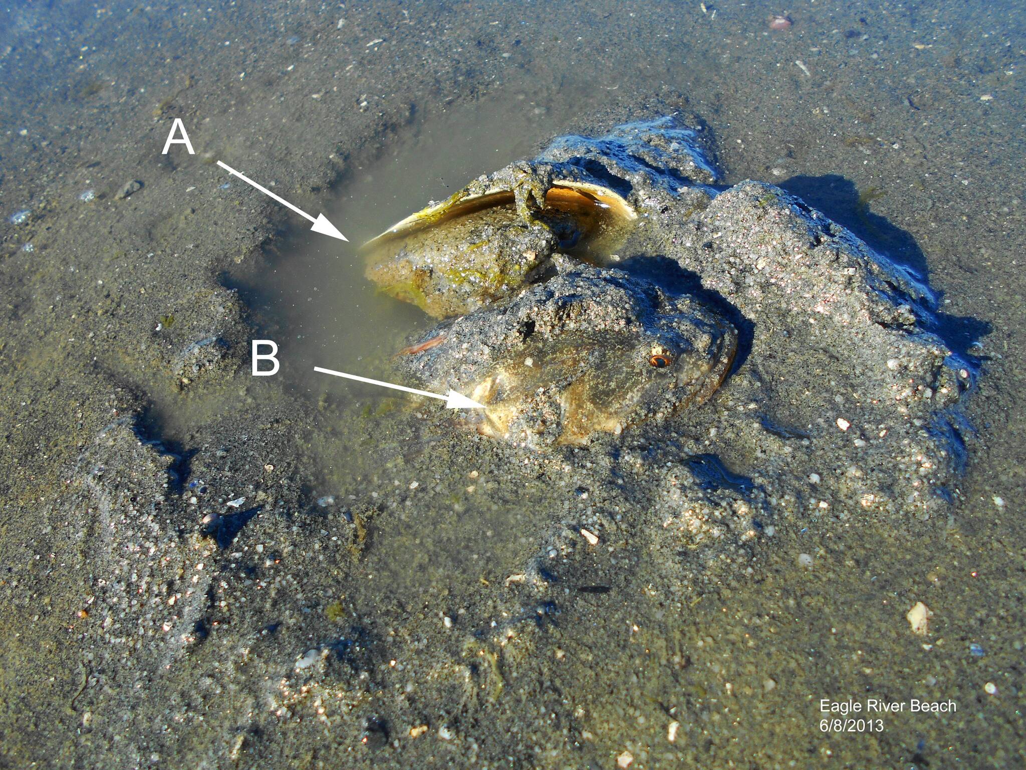 The egg mass under the tipped up shell is indicated by A, and the head of the male sculpin by B. (Courtesy Photo / John Palmes)