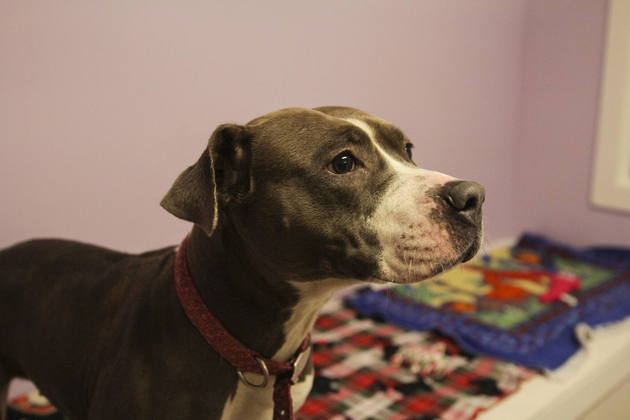 Lady, a pit bull mix, is one of many animals currently residing at Juneau Animal Rescue, which recently received a large legacy gift from a Juneau resident. (Michael S. Lockett / Juneau Empire)