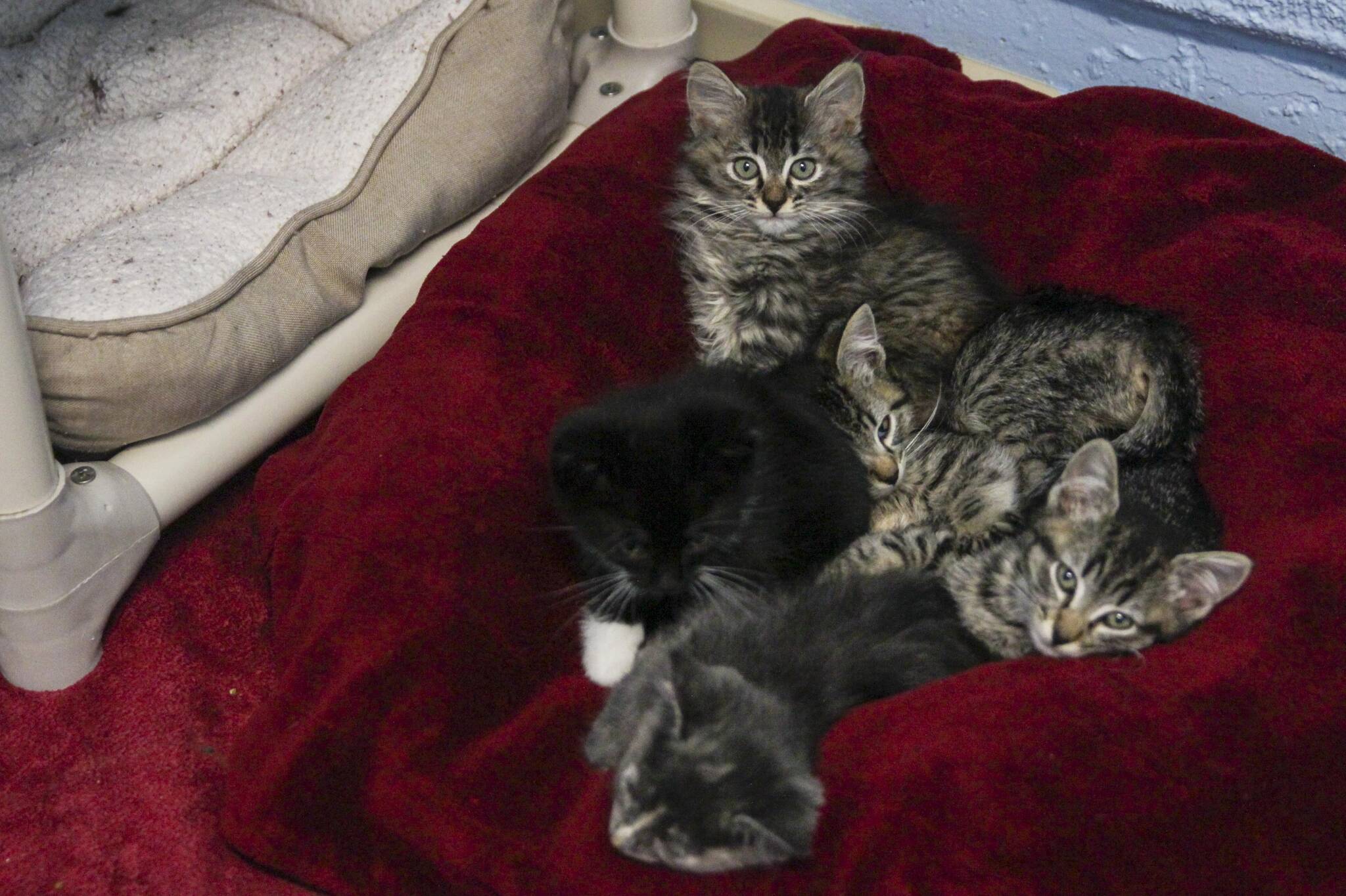 A cuddle-puddle of kittens nestles at Juneau Animal Rescue, which recently received a large legacy gift from a Juneau resident. (Michael S. Lockett / Juneau Empire)