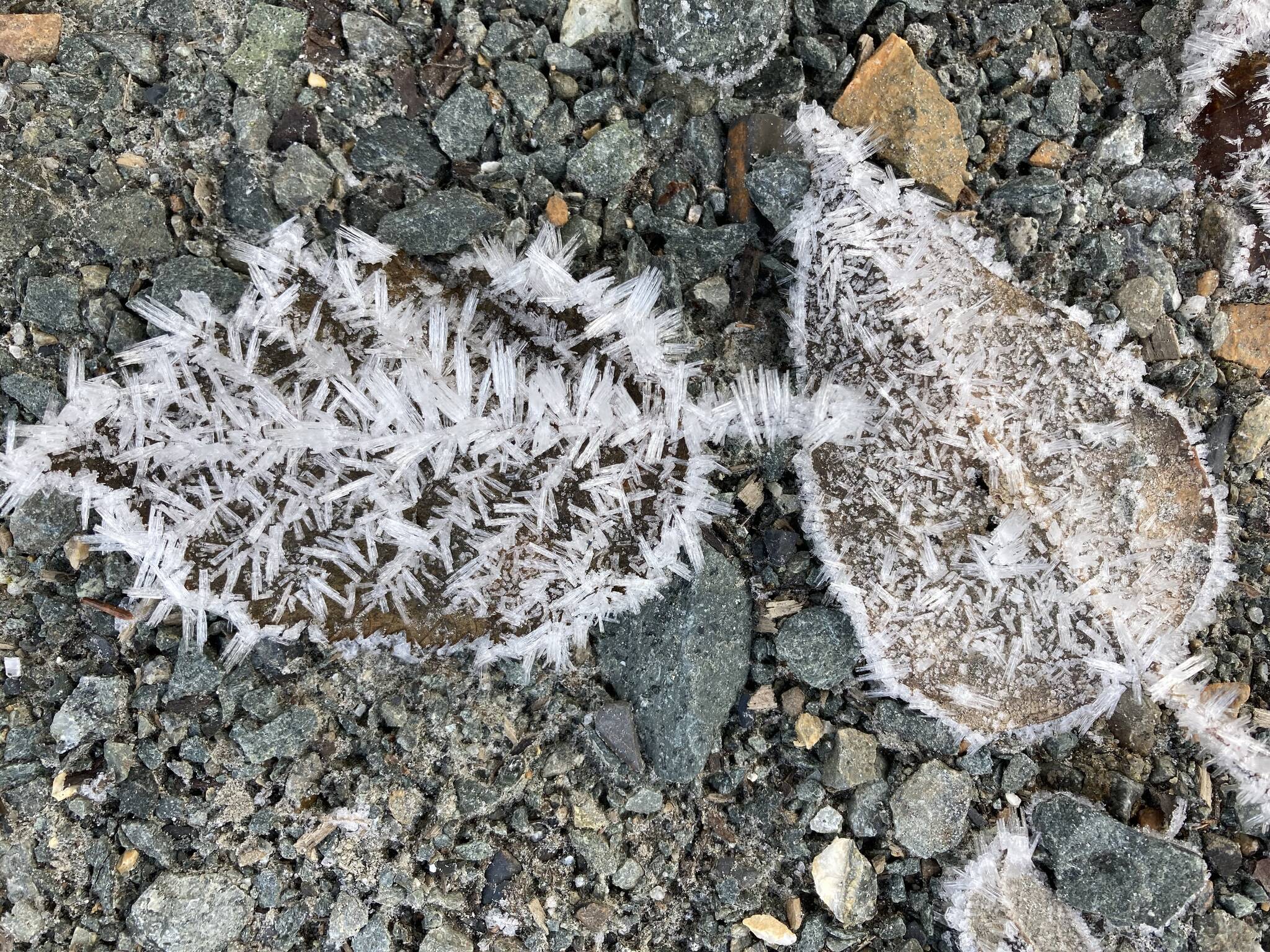 Frosty leaves show varied patterns of ice crystals—natural art works! (Mary F. Willson / For the Juneau Empire)