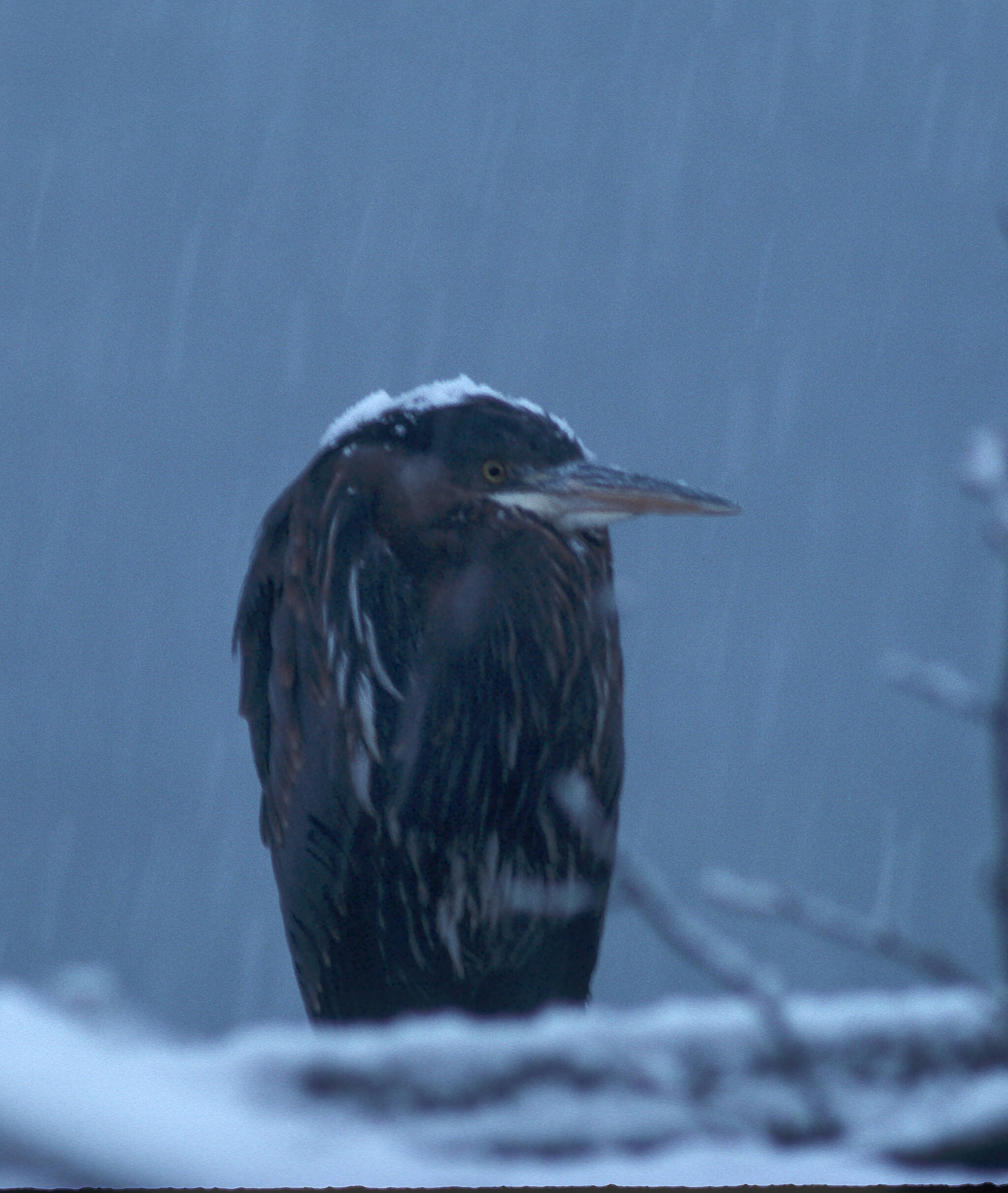 This photo shows a great blue heron in the snow. (Courtesy Photo / Bob Armstrong)