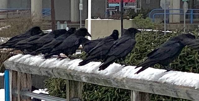 An unkindness of ravens so called because of their association with bad luck and loss along the downtown Seawalk on Nov. 30. (Courtesy Photo / Denise Carroll)