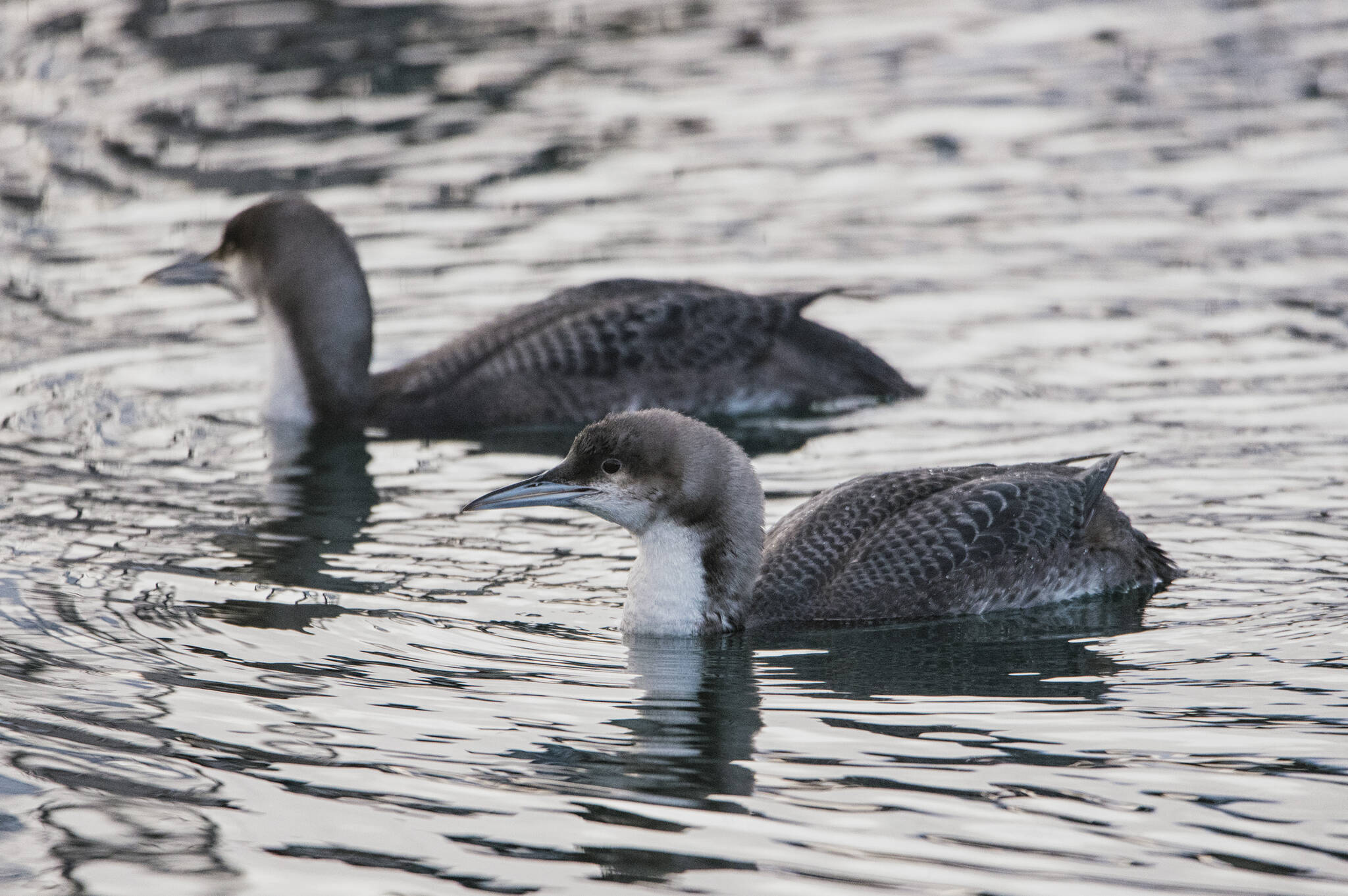Pacific loons swim in between the boats at Don D. Statter Harbor. (Courtesy Photo / Kenneth Gill, gillfoto)