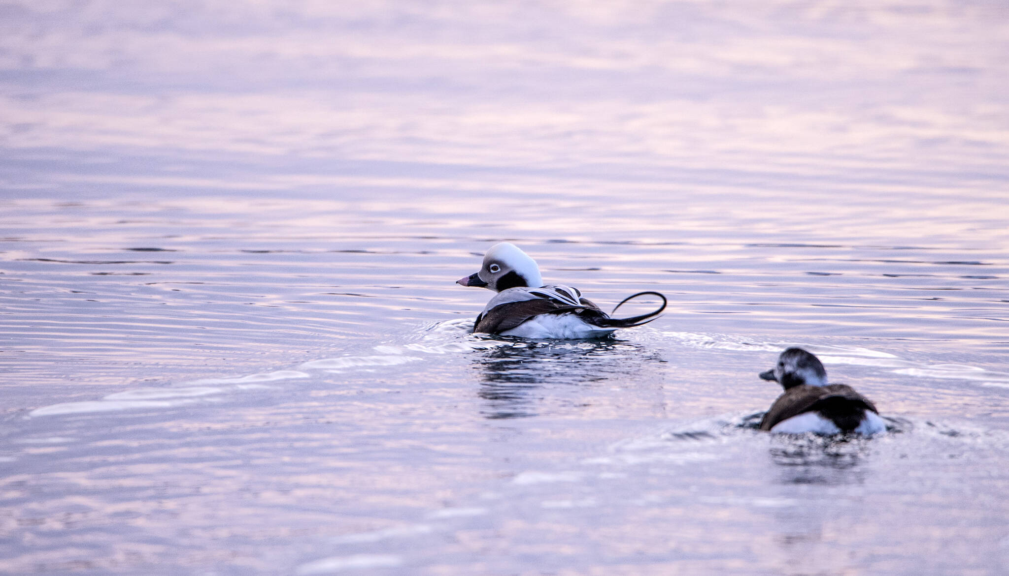 This photo shows winter adult long-tailed ducks in Auke Bay. (Courtesy Photo / Kenneth Gill, gillfoto)