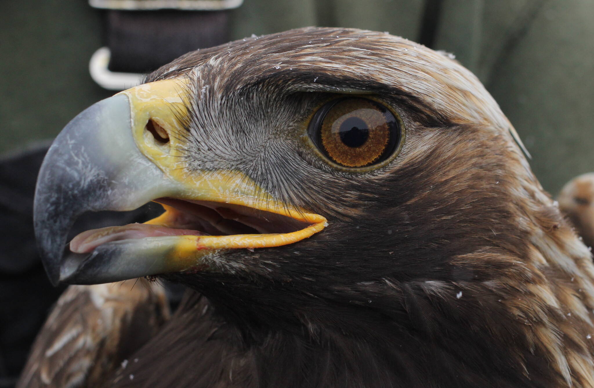 A golden eagle captured as part of a population study near Gunsight Mountain between Palmer and Glennallen. (Courtesy Photo / Caitlin Davis)