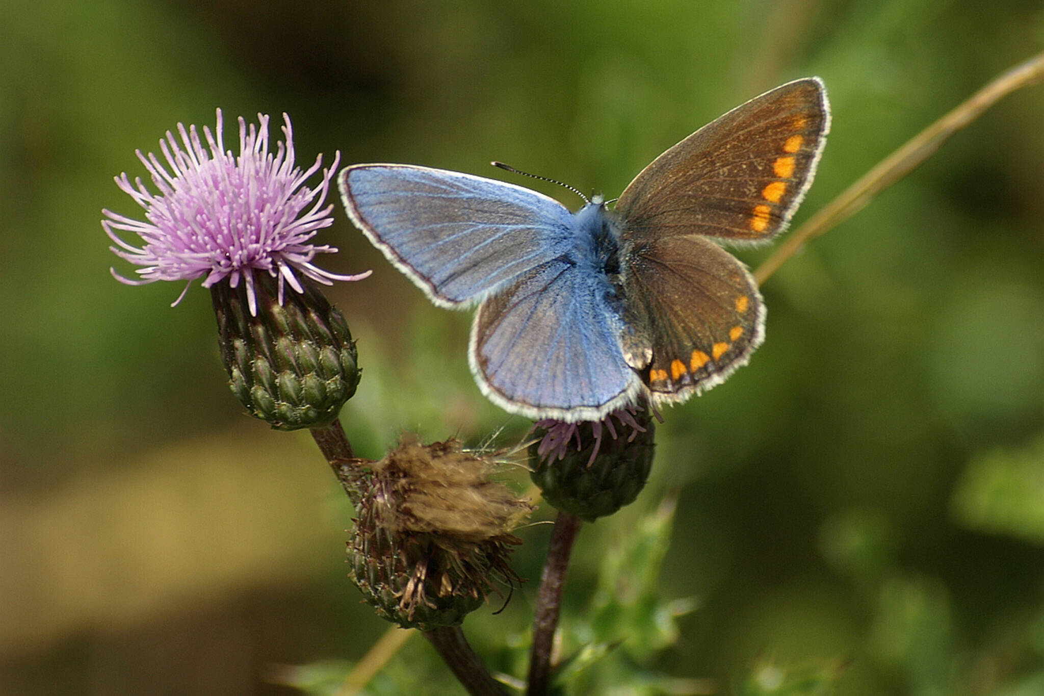 This photo available under the Creative Commons license shows a gynandromorph of a common blue butterfly. Gynandromorphy, meaning female-male-morphology, is well-known, apparently, among birds, including chickens and several songbirds of the eastern U.S.; these individuals have one half with male plumage and the other half with female plumage. They also occur in reptiles, amphibians and fishes (as well as a variety of insects and other invertebrates.) (Courtesy Photo / Burkhard Hinnersmann)
