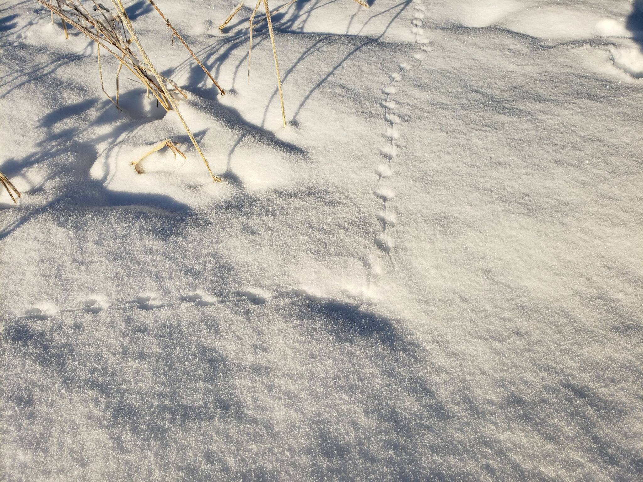Voles left several trackways at the edge of the wetlands; a tail-drag mark shows behind the foot marks. (Courtesy Photo / David Bergeson)