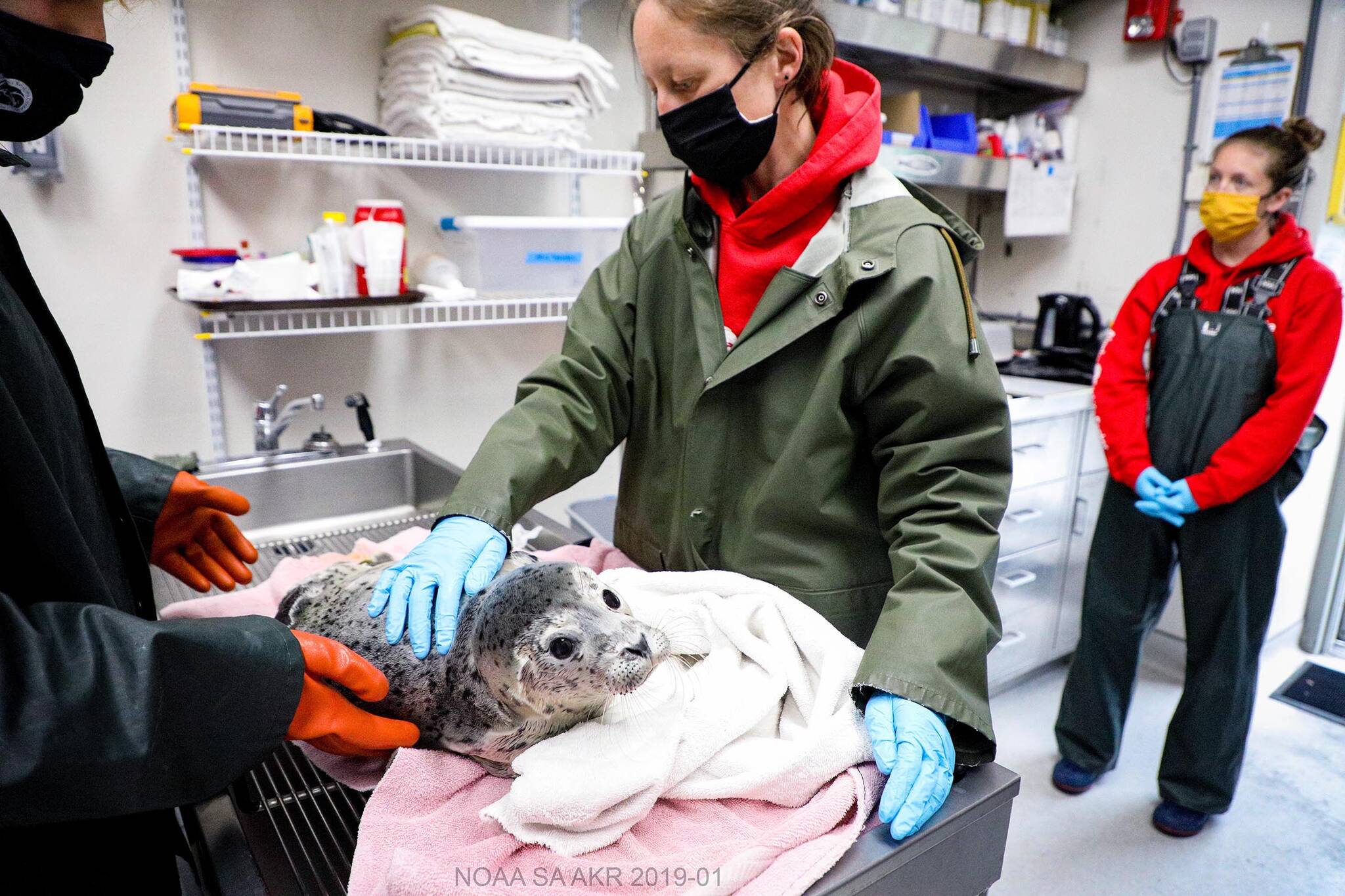 Staff members at the Alaska SeaLife Center near Seward attend to a harbor seal pup during the summer of 2021. This summer, one of the pups in the center’s care came from Juneau. The seal received treatment at the center and was released into the wild in September. (Courtesy photo/Alaska SeaLife Center/Kaiti Chritz)