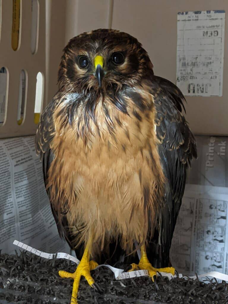 A Northern Harrier rescued by members of the Juneau Raptor Center awaits transport to the Alaska Raptor Center. (Courtesy photo / Juneau Raptor Center)