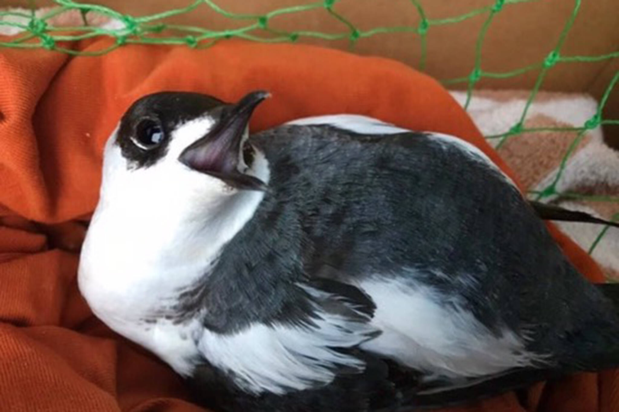 This marbled murrelet seabird was found in the waters of Auke Bay in January looking “stunned.” Volunteers took the bird to the Juneau Raptor Center where it was treated for likely head trauma and released back into the wild. (Courtesy Photo / Juneau Raptor Center)