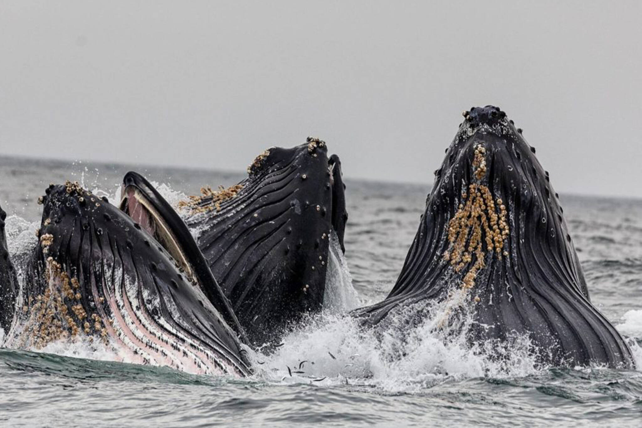 This photo shows humpack whales in Juneau. (Michael Penn /Juneau Empire File)