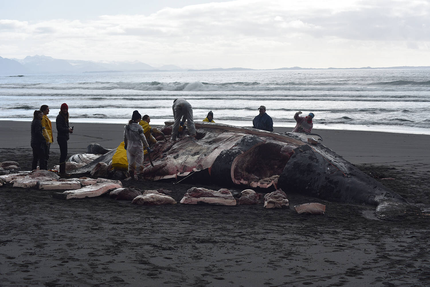 Coutesy photo / Alaska Marine Mammal Stranding Network
Volunteers with the Alaska Marine Mammal Stranding Network take samples from a beached humpback whale on Kuzof Island on Thursday, March 18, 2021.