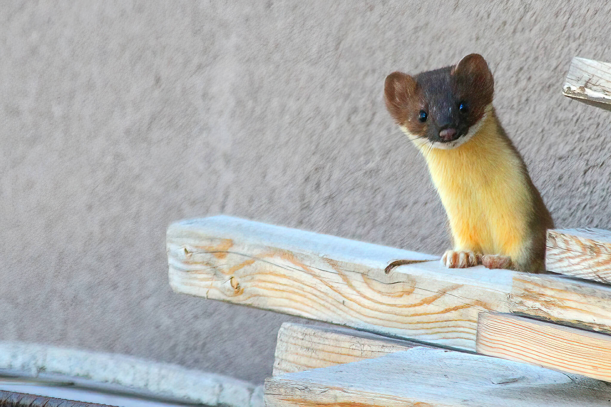 Courtesy Photo / Kerry Howard 
This July 13 photo shows a short-tailed weasel. Short-tailed weasels or ermines wear brown summer coats but white coats in winter. The animals are among the dozens of species that make up the family Mustelidae. The long, slender body form of weasels is well-suited for these predators to pursue voles and mice into narrow tunnels and tight spaces.