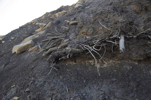An outcropping of mummified tree remains on Ellesmere Island in Canada. A landslide buried the trees millions of years ago. (Courtesy Photo / Joel Barker)
