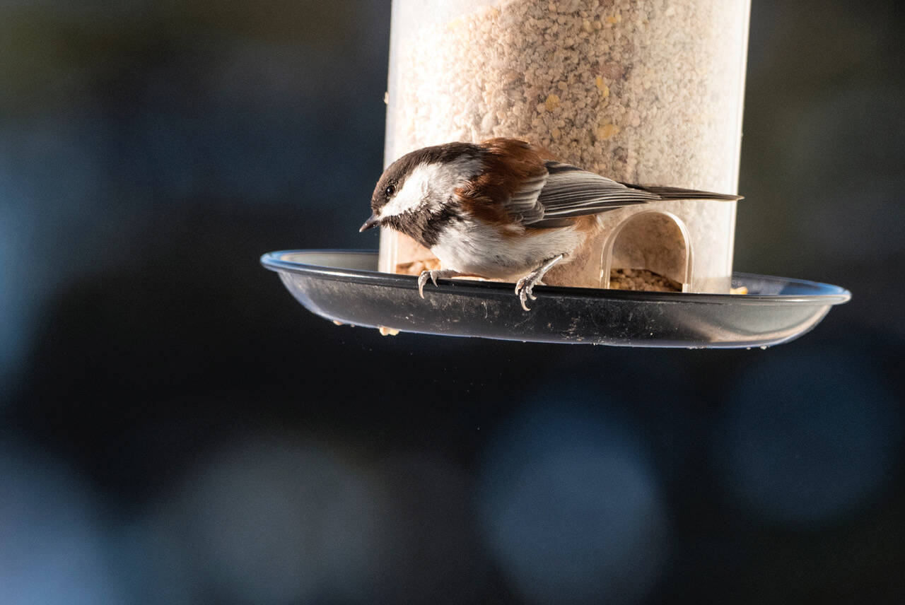 A chesnut-backed chickadee visits a home feeder Out the Road. (Courtesy Photo / Kenneth Gill, gillfoto)