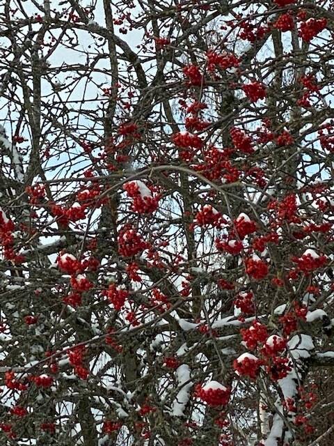 Bright red mountain ash berries are a decorative holiday addition to this backyard on Dec. 27. (Courtesy Photo / Denise Carroll)