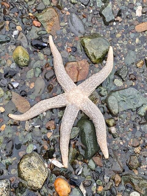 A sea star waits for the incoming tide in a cove off the Horse Tram Trail on Jan. 22. (Courtesy Photo / Denise Carroll)
