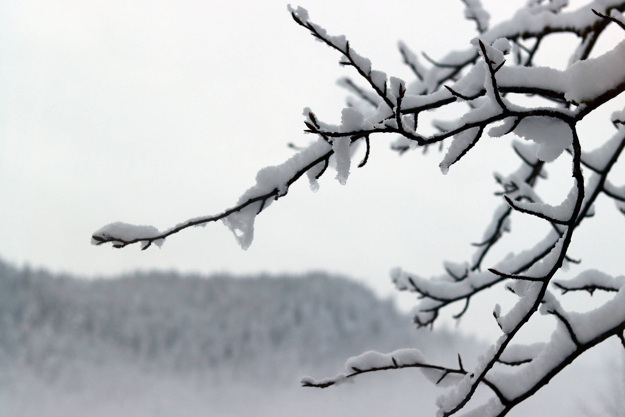 A tree branch bears the weight of accumulated snow. Much of Southeast Alaska, including Juneau, saw a foot or more of snow between Friday night and Saturday morning. (Ben Hohenstatt / Juneau Empire)