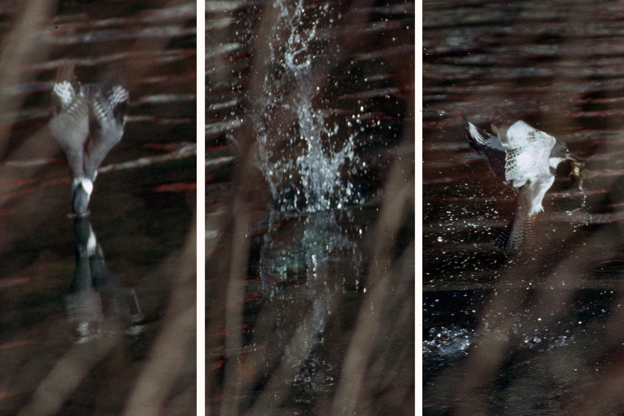 A kingfisher’s diving sequence: a headfirst plunge with wings folded, splash, airborne again. (Courtesy Photo / Bob Armstrong)