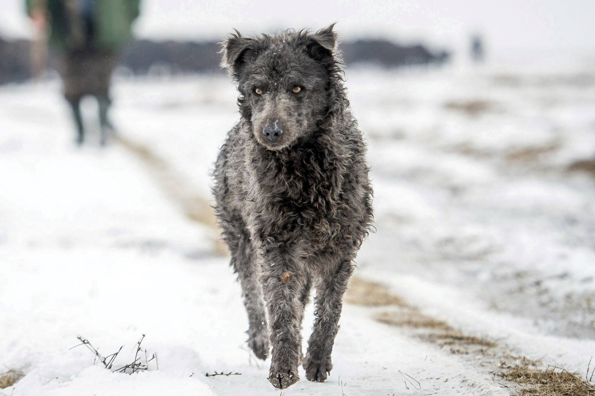 A black Mudi, a Hungarian species of shepherd dogs, helps to drive a herd of 120 buffaloes from its summer pasture to its winter habitat on the premises of the Kiskunsag National Park, Budapest, Hungary, Jan. 25, 2017. The American Kennel Club announced that the Mudi and Russian Toy have received full recognition, and are eligible to compete in the Herding Group and Toy Group, respectively. These additions bring the number of AKC-recognized breeds to 199.(Sandor Ujvari / MTI)