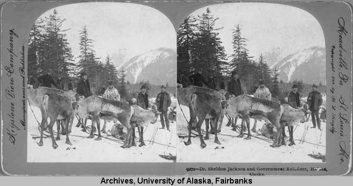 Dr. Sheldon Jackson and government reindeer, Haines. (UAF-2000-103-4. Stereographic Library. (Alaska and Polar Regions Collections and Archives, University of Alaska Fairbanks. Used with permission)