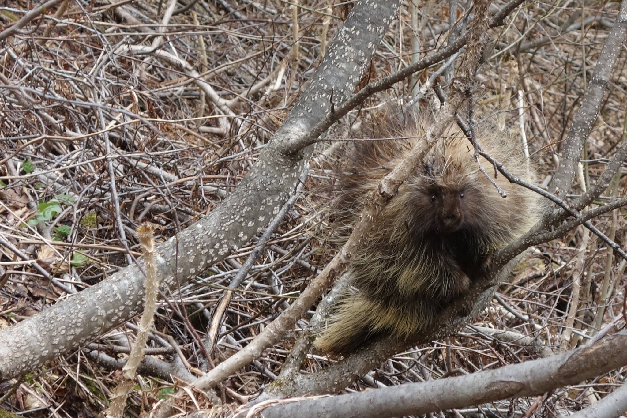 This photo shows a porcupine near Valdez. (Courtesy Photo / Ned Rozell)
