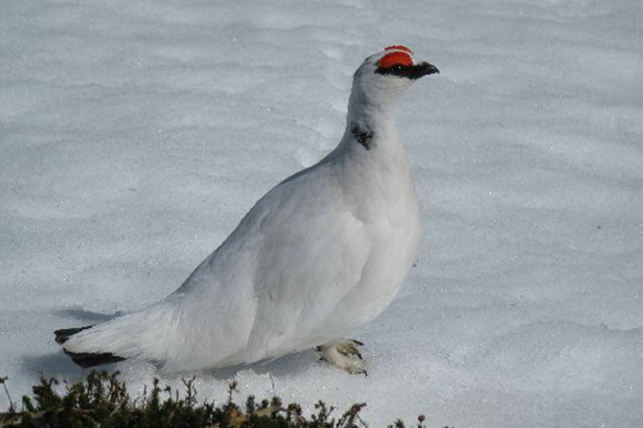 This photo shows a ptarmigan in snow. (Courtesy Photo / Denise Carroll)