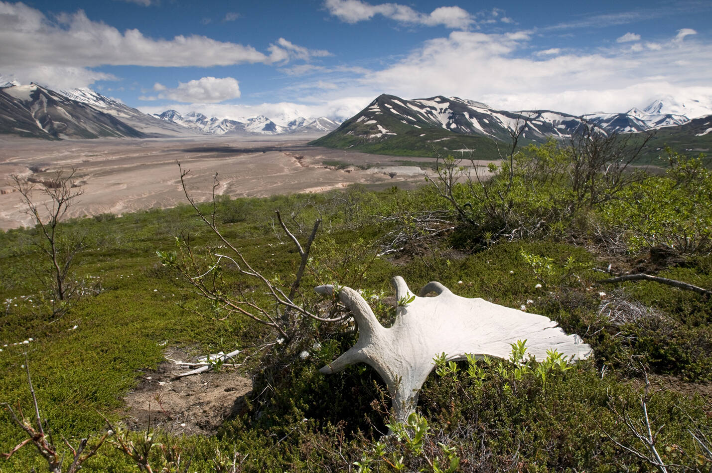 Moose antlers sit on the edge of the Valley of 10,000 Smokes, Katmai National Park, Southwest Alaska, Summer. (Courtesy Photo / Chris Miller)