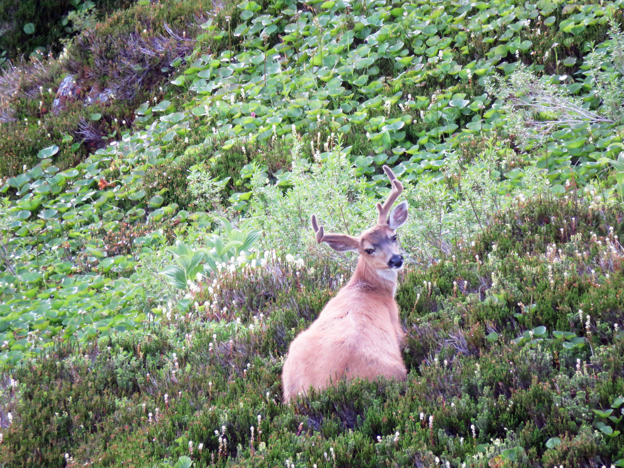 Courtesy Photo / Mary Catharine Martin 
A deer rests in the alpine of the Tongass National Forest, on Admiralty Island.