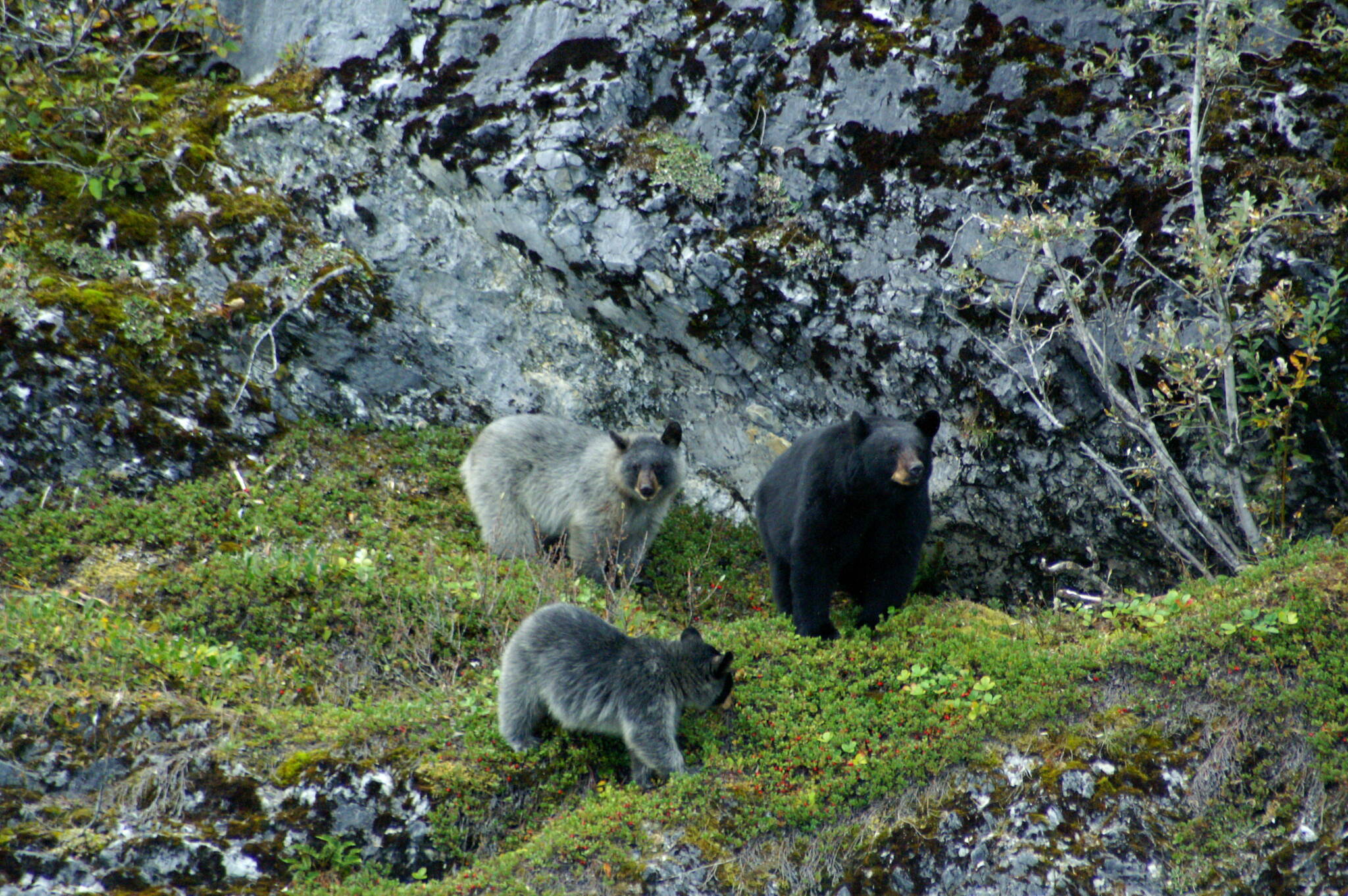 Black bears with more typical coloration can produce offspring with grayish coats. Bears with with the coloring are known as glacier bears. There are multiple theories for why the bears have their unusual coloration. They include a potential camouflage advantage in icy terrain and possibly an advantage when catching salmon. (Courtesy Photo / Cody Edwards)