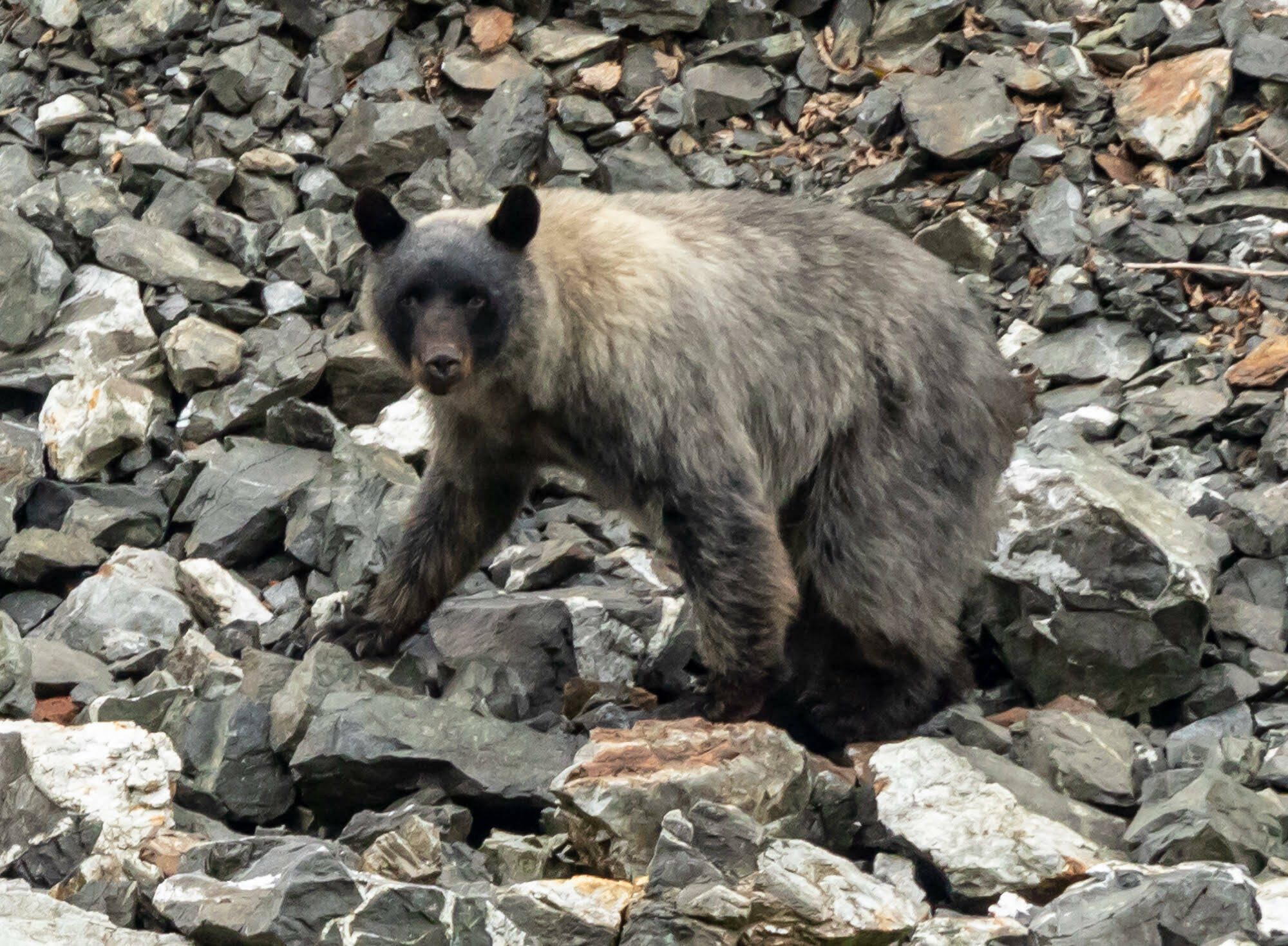 This photo shows a glacier bear walking along rocky terrain. There are four known populations of black bears in Southeast Alaska that include the lighter-colored bears, said Tania Lewis, a wildlife biologist for the National Park Service at Glacier Bay National Park and Preserve. (Courtesy Photo / Tom Hausler)