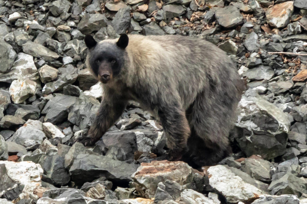 Recessive genes and receding glaciers: Lecture focuses on Southeast’s blue bears | Juneau Empire