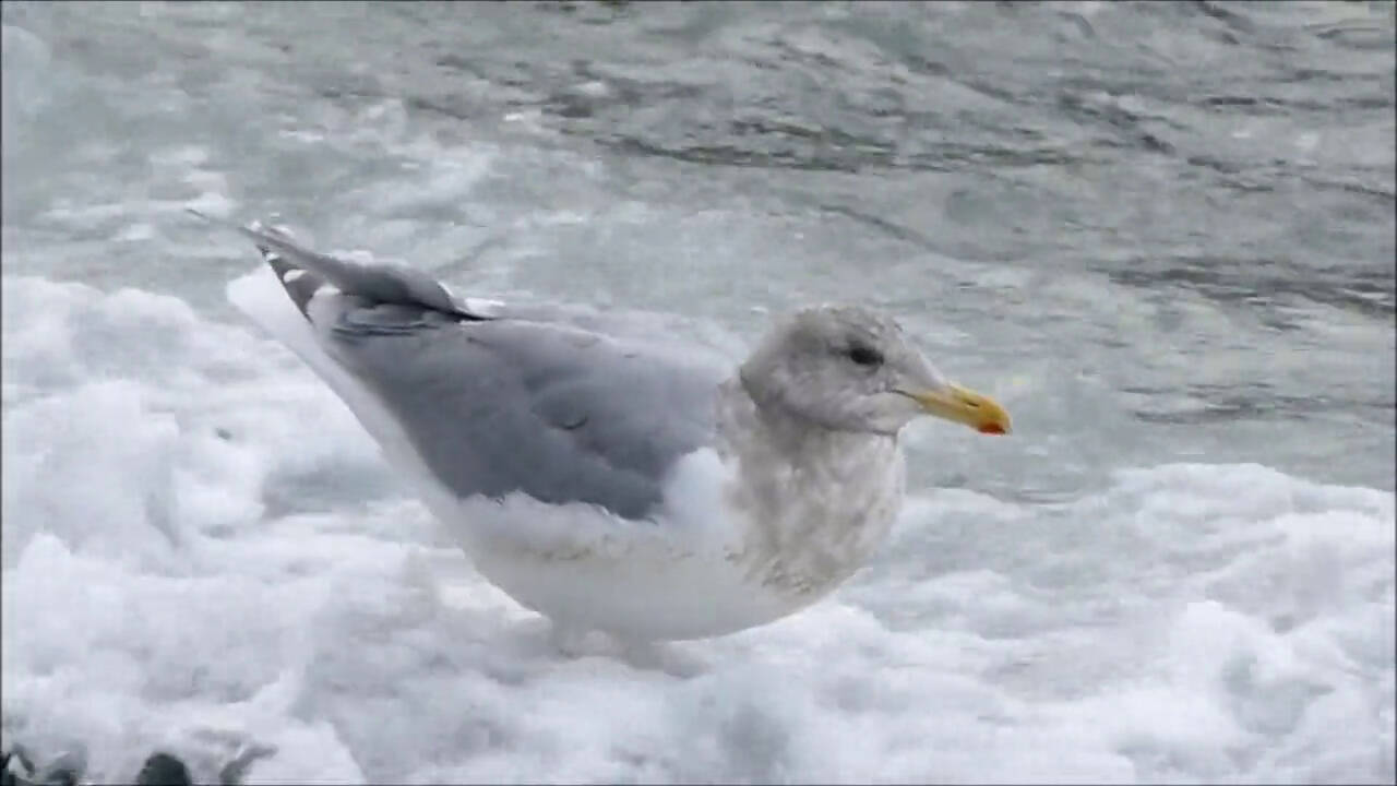 A gull looks for dislodged food in the surf. (Courtesy Photo / Bob Armstrong)