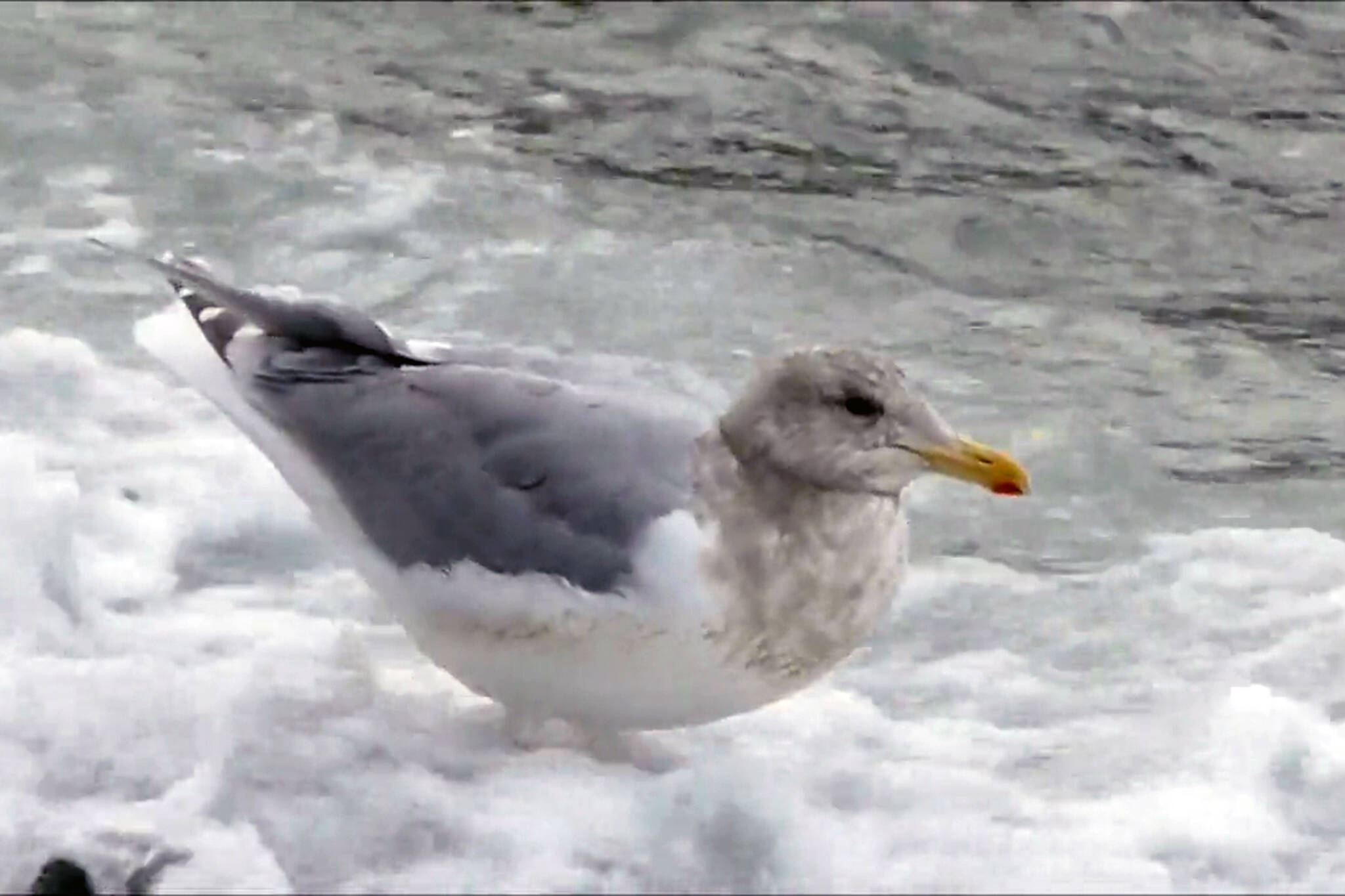 A gull looks for dislodged food in the surf. (Courtesy Photo / Bob Armstrong)