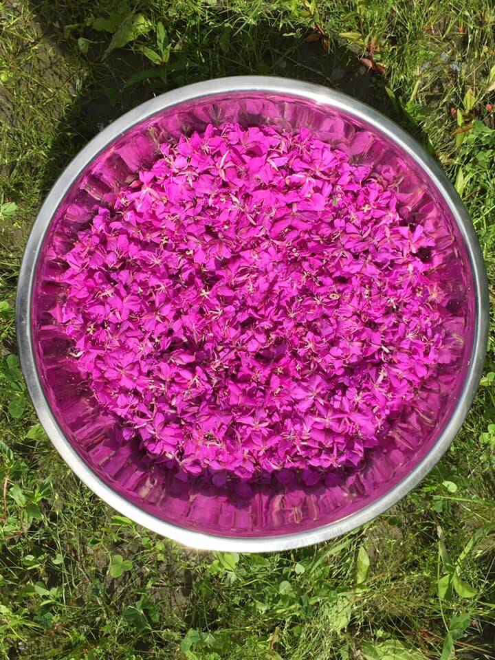 Yéilk’ Vivian Mork / For the Capital City Weekly 
“Fireweed is a gift from Tlingit Aaní,” writes Yéilk’ Vivian Mork. “In our Lingít language it’s called lóol.”