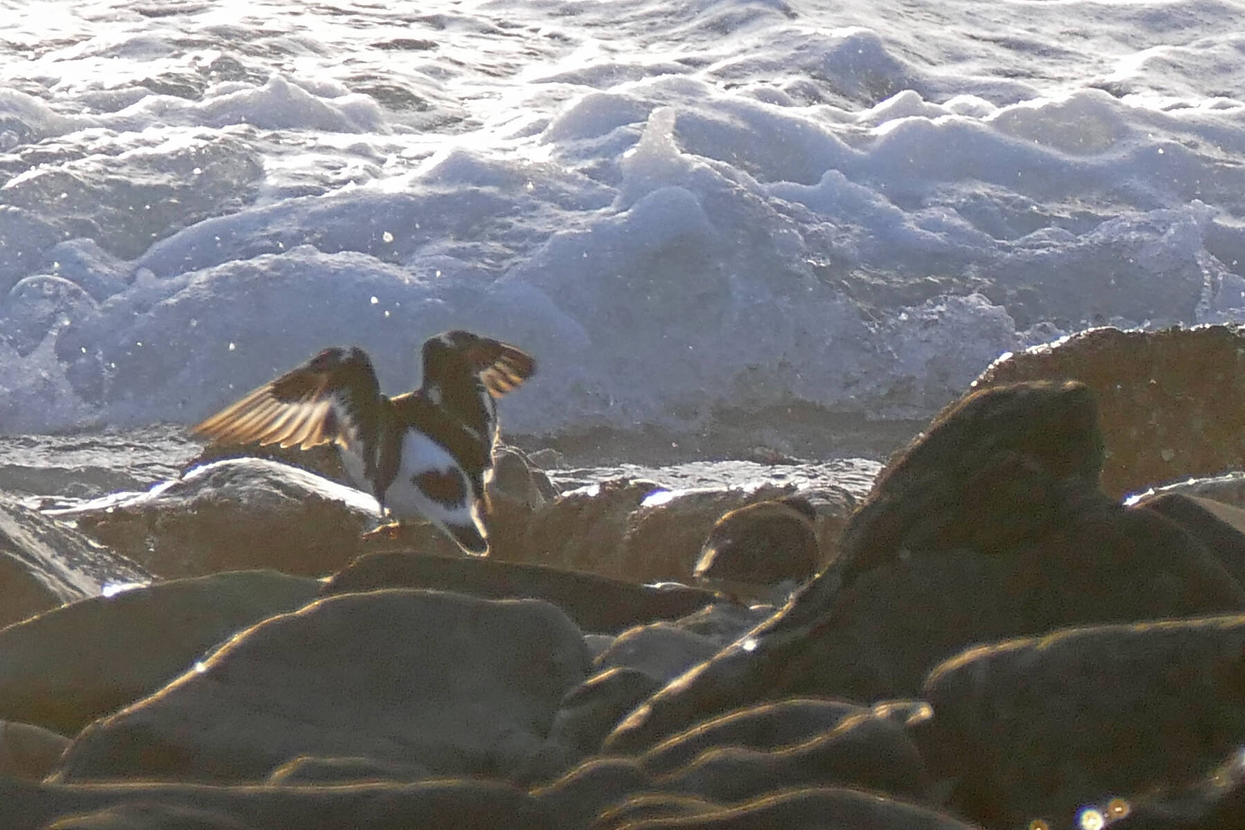 Turnstones often forage on rocky reefs near the wave action. (Courtesy Photo / Bob Armstrong)