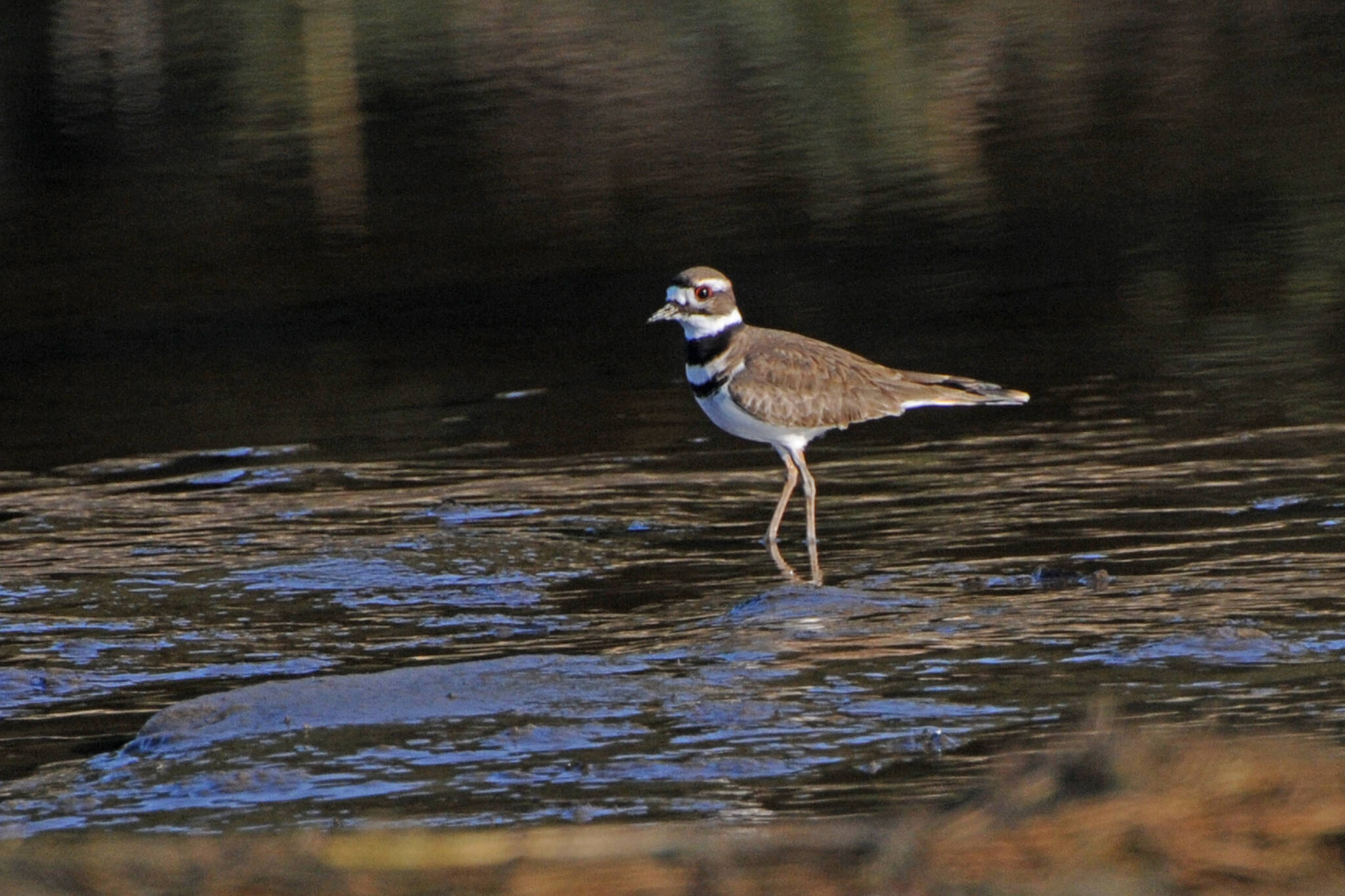 Killdeer chicks have just one black breast band at first, but soon get the characteristic two bands.(Courtesy Photo / Bob Armstrong)
