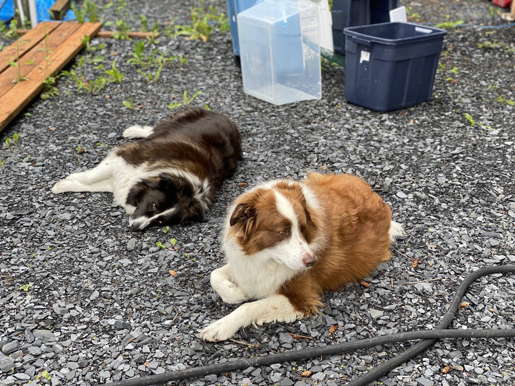Kéet and Oscar waiting for the fish to smoke in Wrangell. (Vivian Faith Prescott / For the Capital City Weekly)