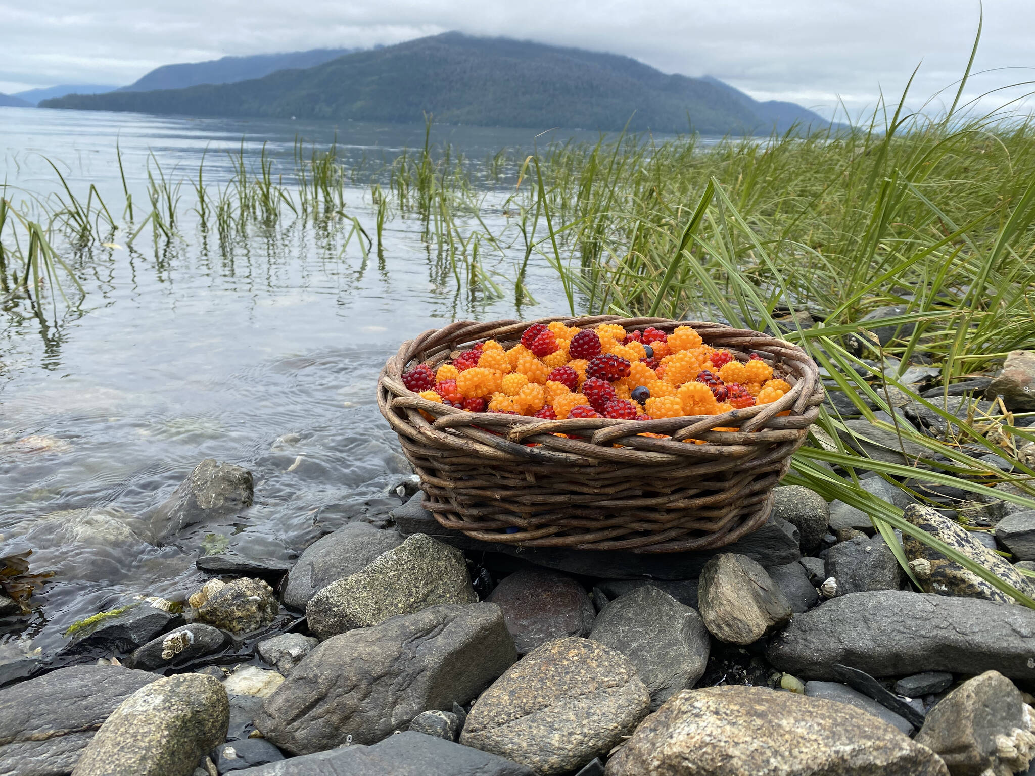 A basket holds the salmonberry harvest for the day. (Vivian Faith Prescott / For the Capital City Weekly)
