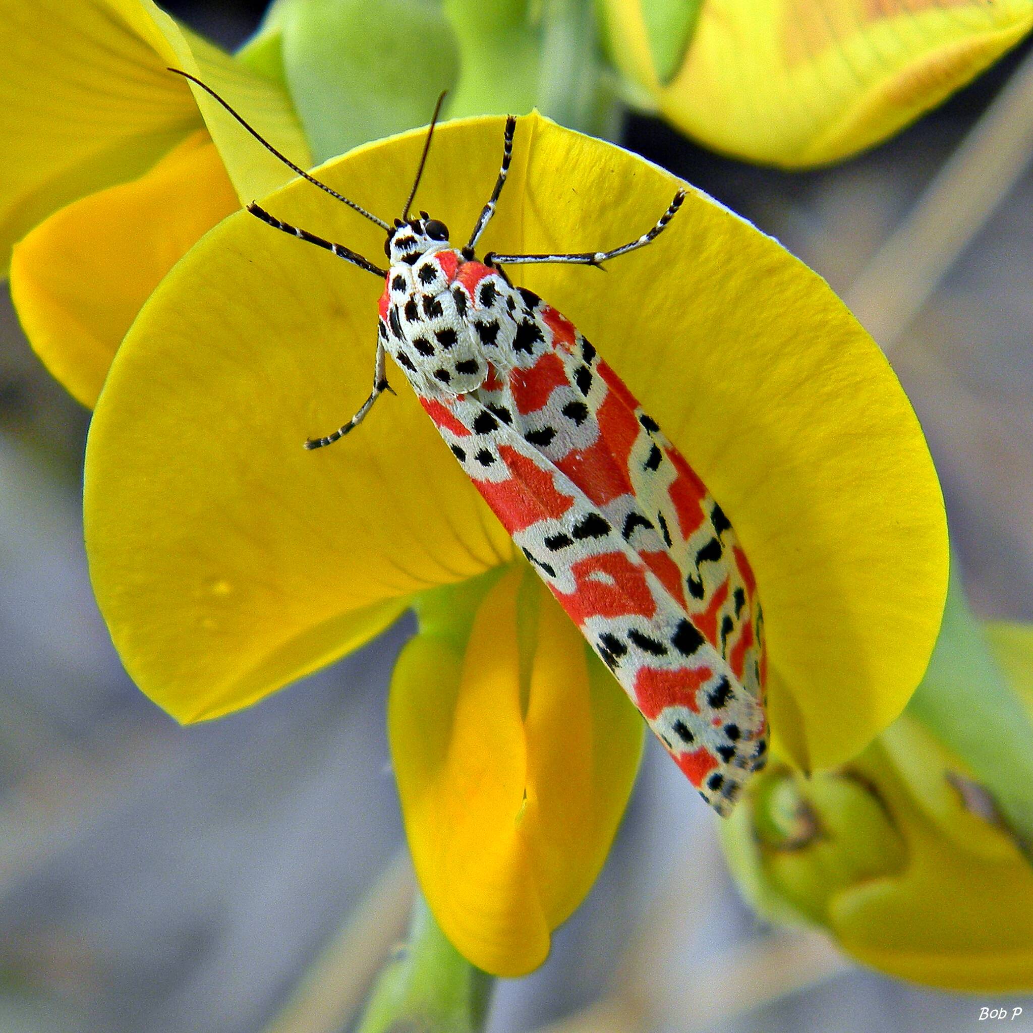 This photo available under a Creative Commons license shows a day flying Bella moth (Utetheisa ornatrix) seeks shelter on a rattlebox blossom (Crotalaria sp.) during a brief sun shower at Juno Dunes Natural Area. Pyrrolizidine alkaloids in the Crotalaria plants and seeds end up in the larva and adult Bella moth, offering them some protection from predators. (Courtesy Photo / Wikimedia)