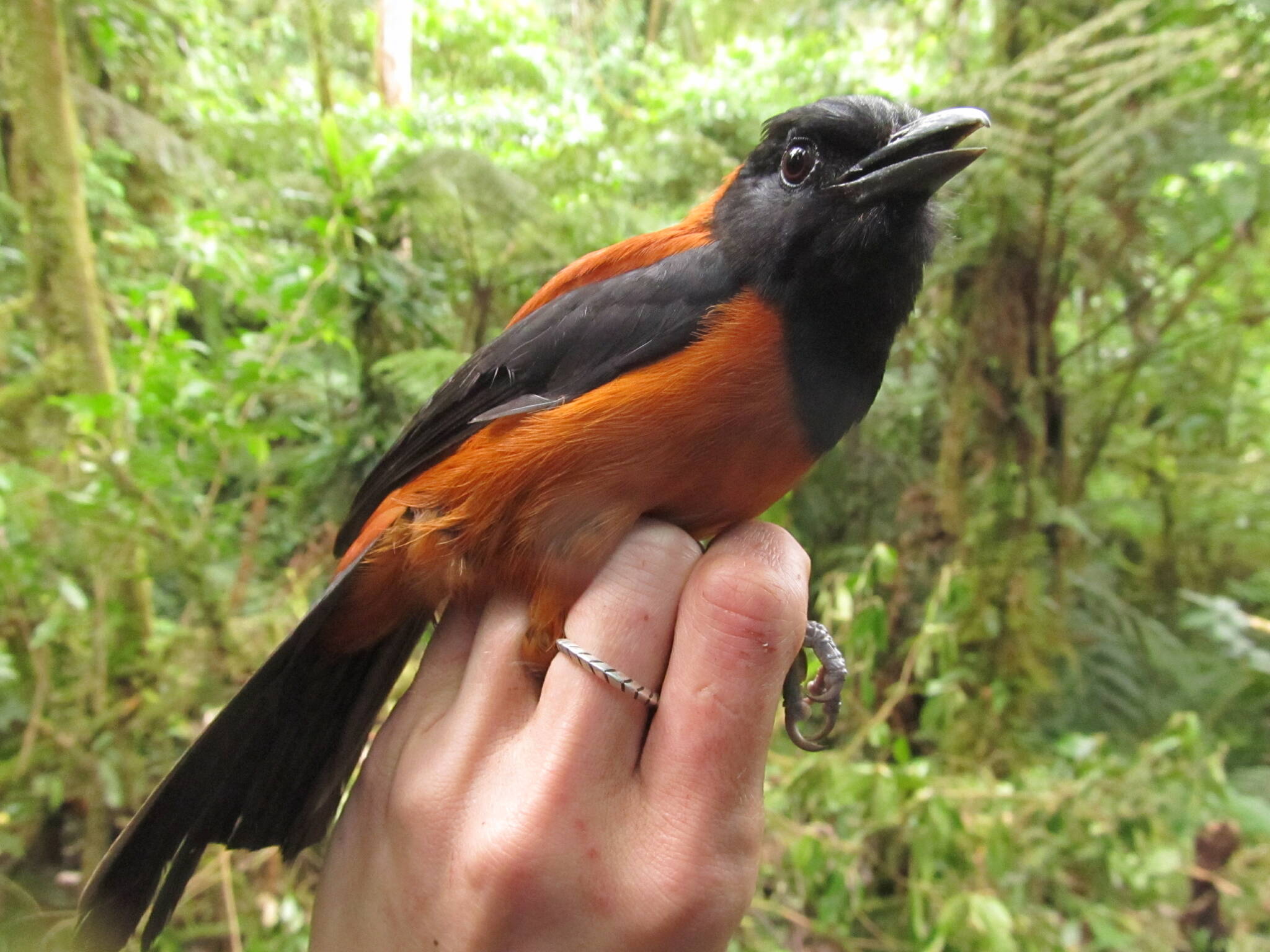 This photo available under a Creative Commons license shows a hooded pitohui (Pitohui dichrous) YUS Conservation area on the Huon Peninsula, Morobe Province, Papua New Guinea. They are among the most well-known examples of a toxic birds. (Courtesy Photo / Wikimedia)