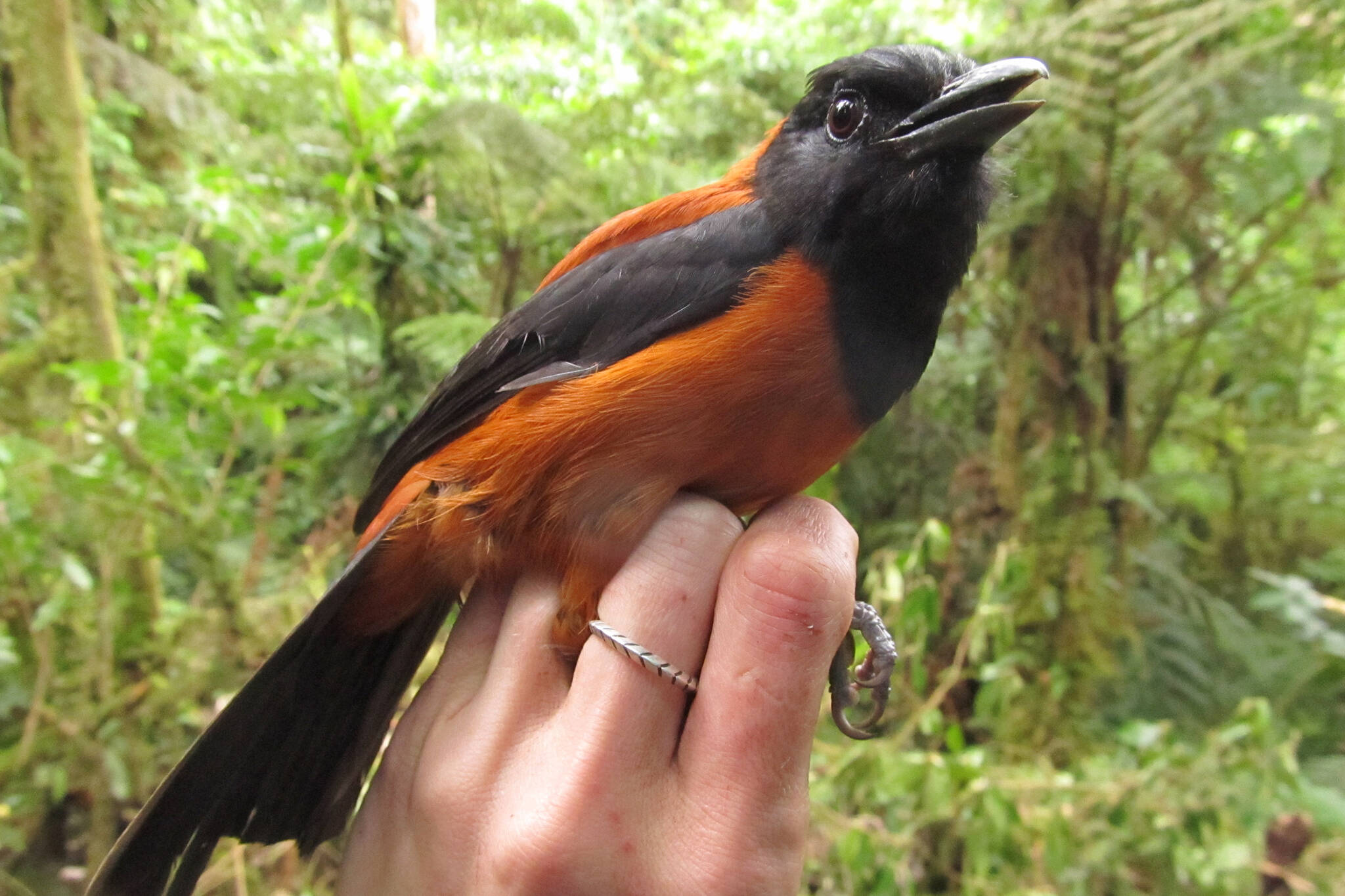 This photo available under a Creative Commons license shows a hooded pitohui (Pitohui dichrous) YUS Conservation area on the Huon Peninsula, Morobe Province, Papua New Guinea. (Courtesy Photo / Wikimedia)