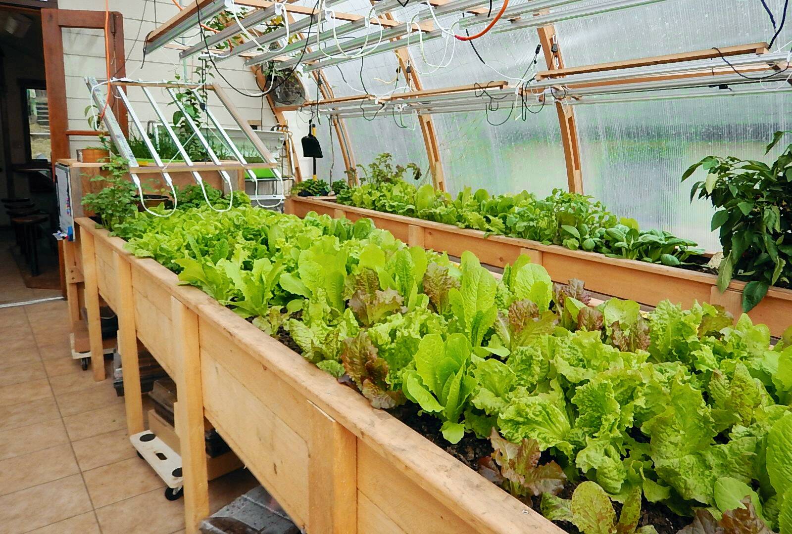 Greens grow in the Tenakee Springs greenhouse run by Kevin and Carlene Allred. The greenhouse produces fresh produce all year long using geothermal heat. (Courtesy photo/Kevin and Carlene Allred)