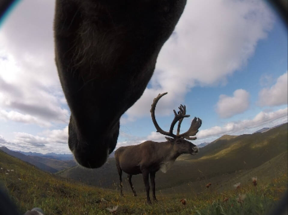 A bull caribou from the Fortymile herd as seen from a camera around the neck of a female caribou. Still image from a nine-second video the collar captured during a study of the herd using cameras that dropped to the ground in autumn. I(Courtesy Image /Libby Ehlers)