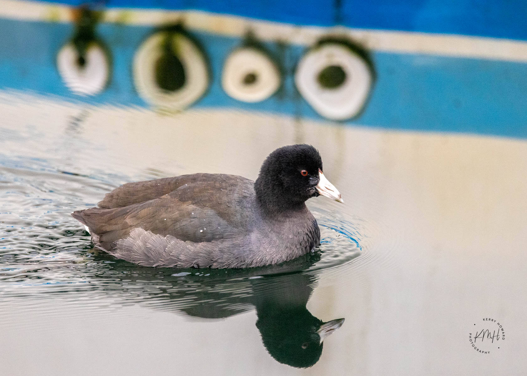 An American coot spent time in Auke Bay this winter, farther north than usual. (Courtesy Photo / Kerry Howard)