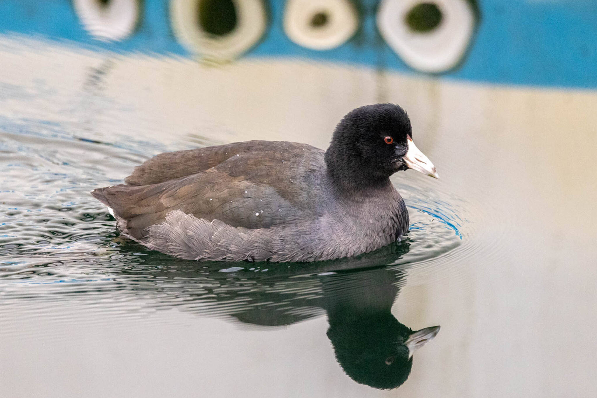 An American coot spent time in Auke Bay this winter, farther north than usual. (Courtesy Photo / Kerry Howard)