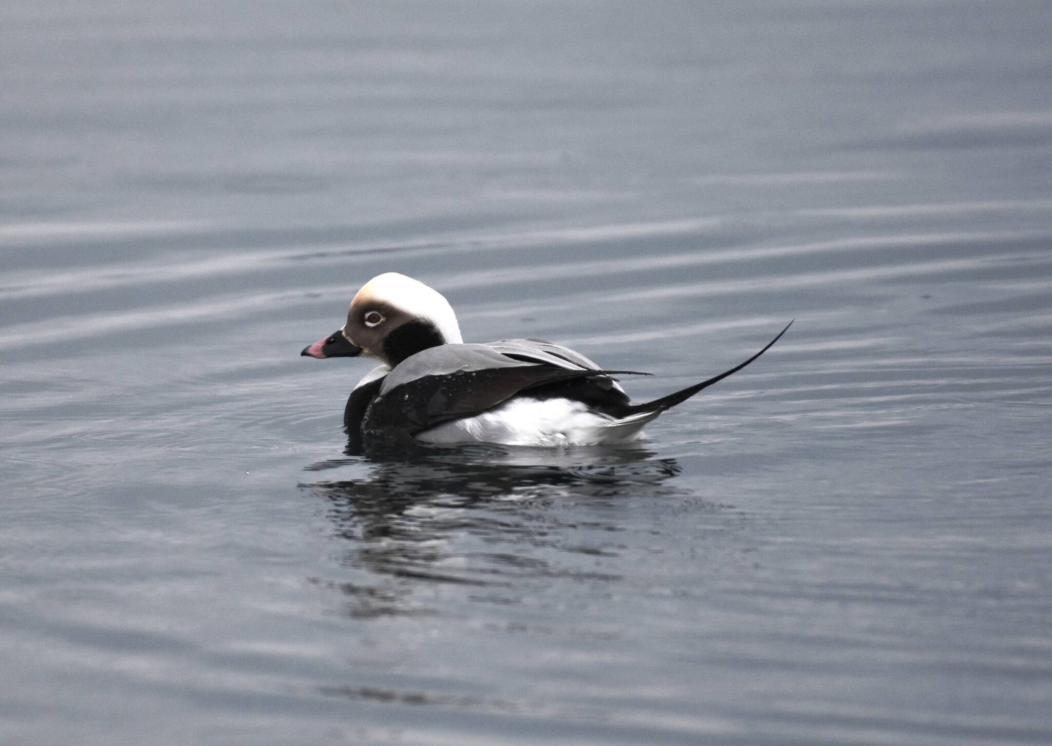 This photo shows a long-tailed duck. Lucky birders around Auke Bay might spot these birds during the upcoming Great Backyard Bird Count. Nine were counted on Juneau’s Christmas Bird Count. (Courtesy Photo / Gwen Baluss)