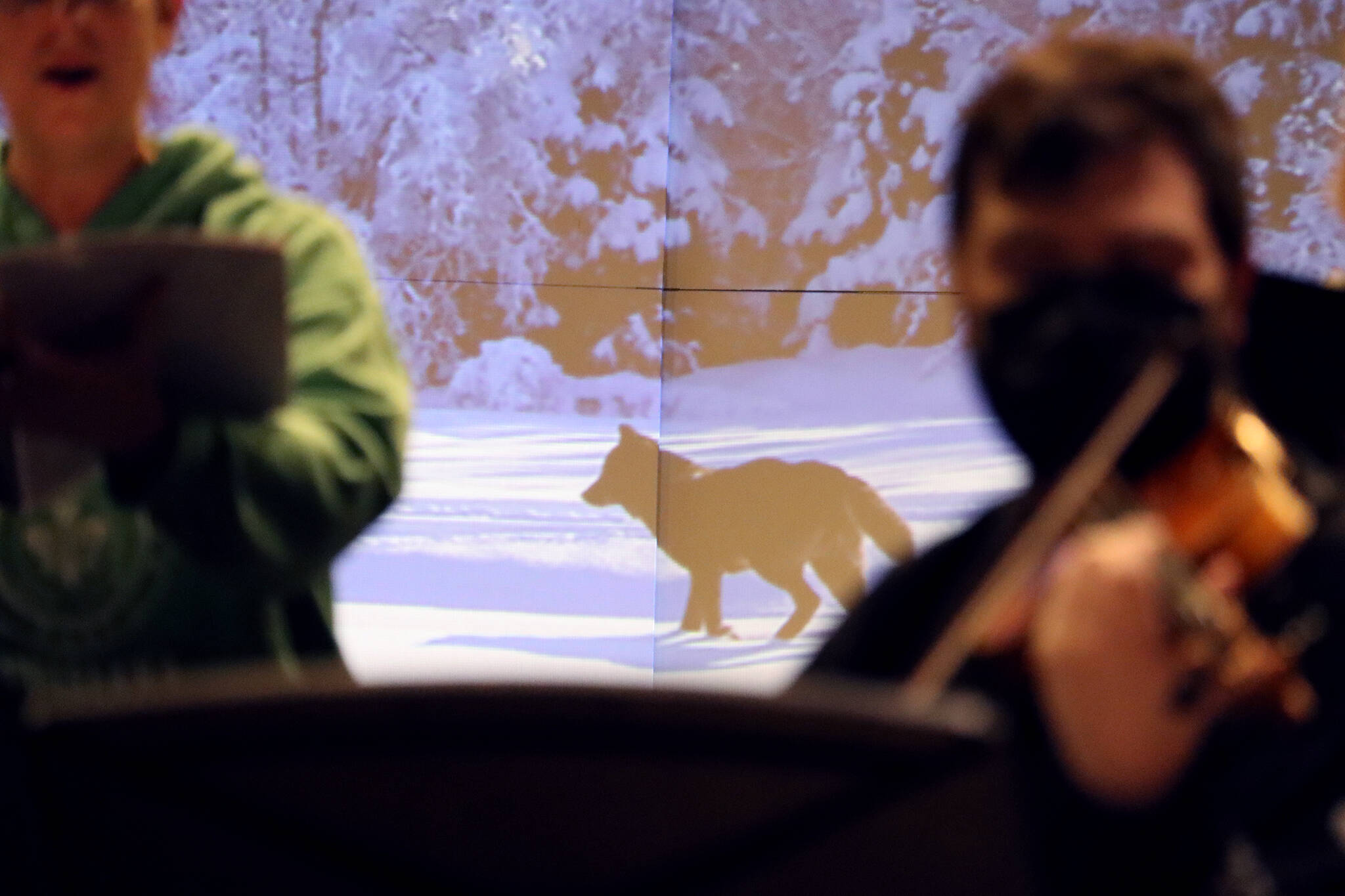 This photo shows a photo of Romeo the wolf framed by Heather Mitchell and Franz Felkl during rehearsals for “Black Wolf” one of two songs that comprise “Wolf Songs.”