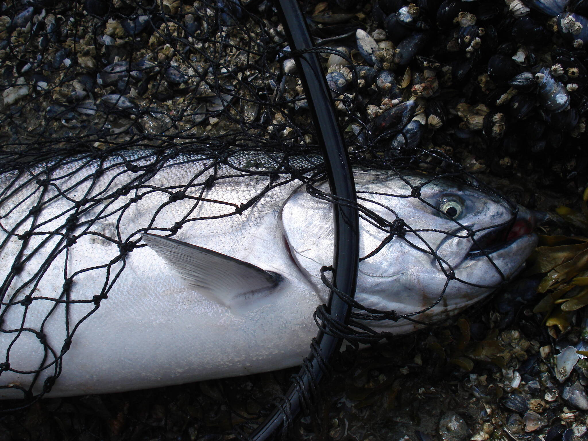 Glacial retreat will create thousands of miles of new salmon habitat by 2100  which means, scientists say, that managers need to be thinking proactively about how to manage that land. Pictured is a king salmon on a Southeast Alaska shore. (Mary Catharine Martin / SalmonState)